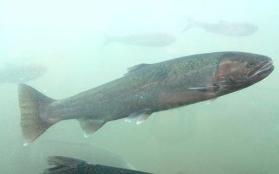 New land-based fish farm proposed in Gold River, Vancouver Island