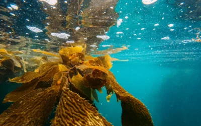 Leading the Seaweed Revolution in Britain